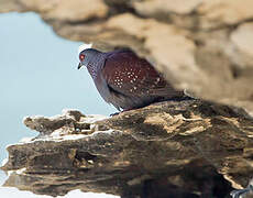 Speckled Pigeon