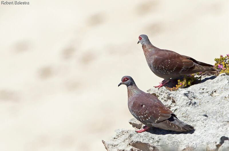 Speckled Pigeon