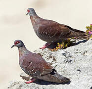 Speckled Pigeon