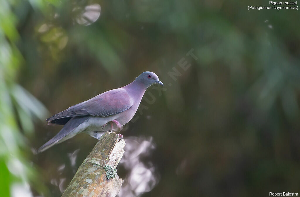 Pigeon rousset