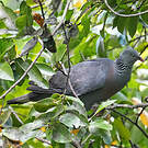 Pigeon trocaz