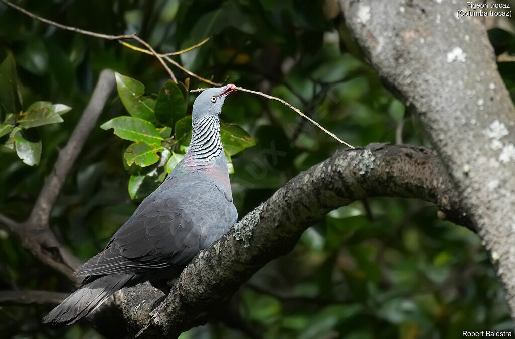 Trocaz Pigeon