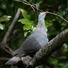 Pigeon trocaz