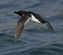 Razorbill