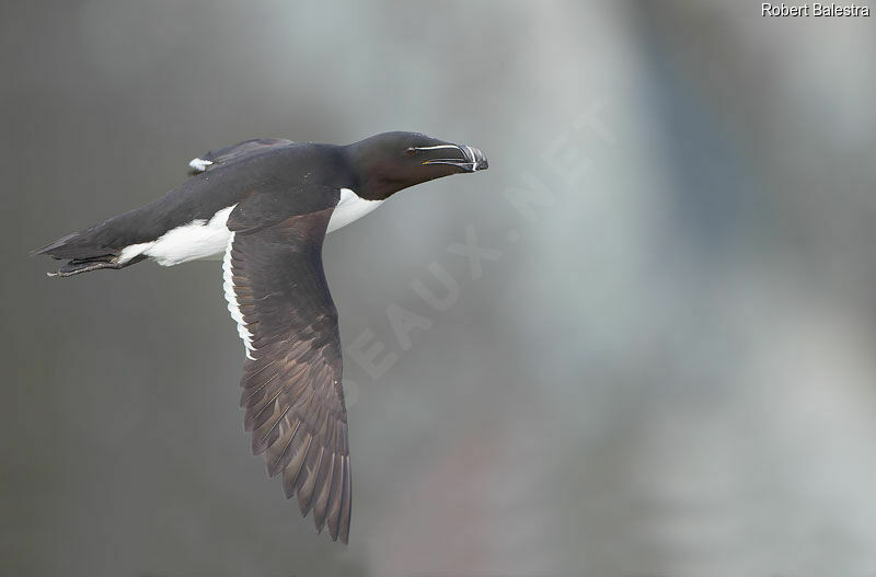 Razorbill