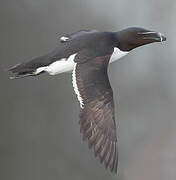 Razorbill