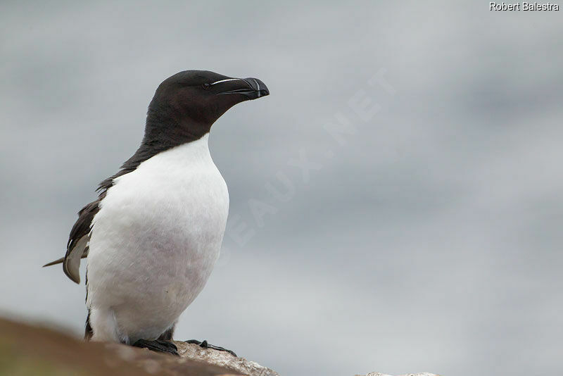 Pingouin torda