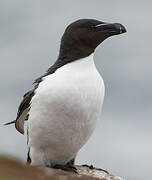 Razorbill