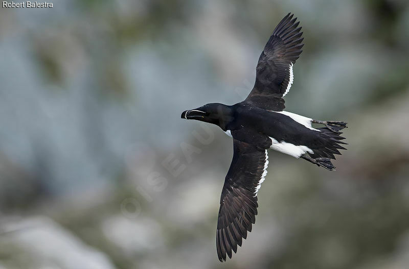 Razorbill