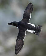 Razorbill