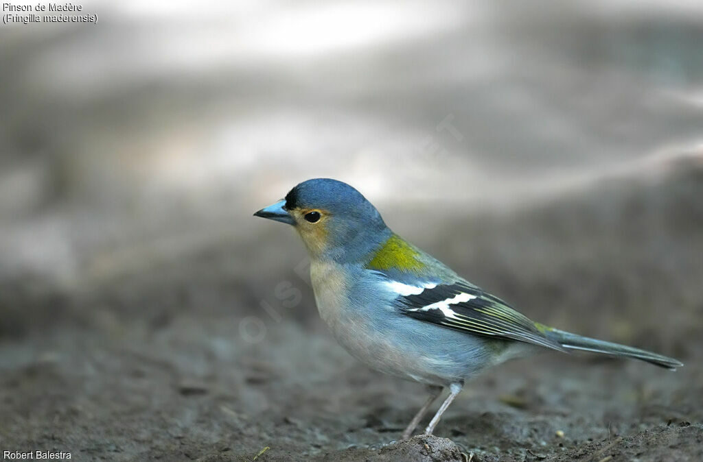 Madeira Chaffinch