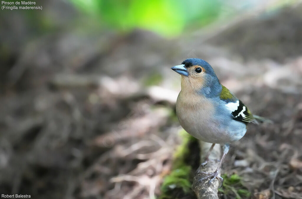 Madeira Chaffinch