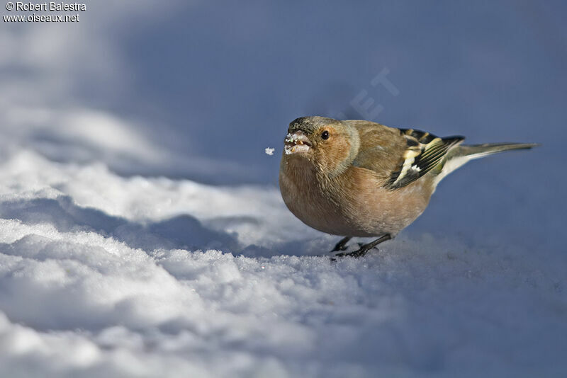 Eurasian Chaffinch male adult