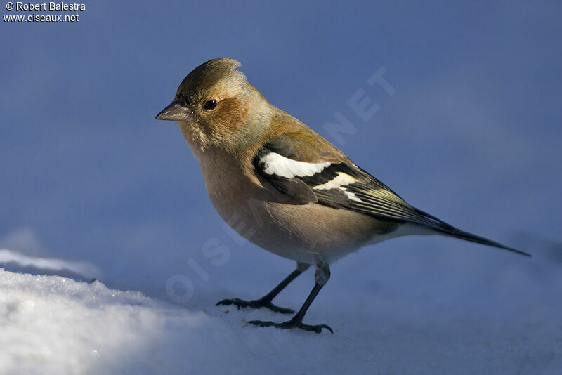 Eurasian Chaffinch male adult