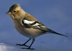 Eurasian Chaffinch