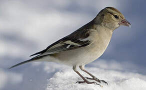 Eurasian Chaffinch