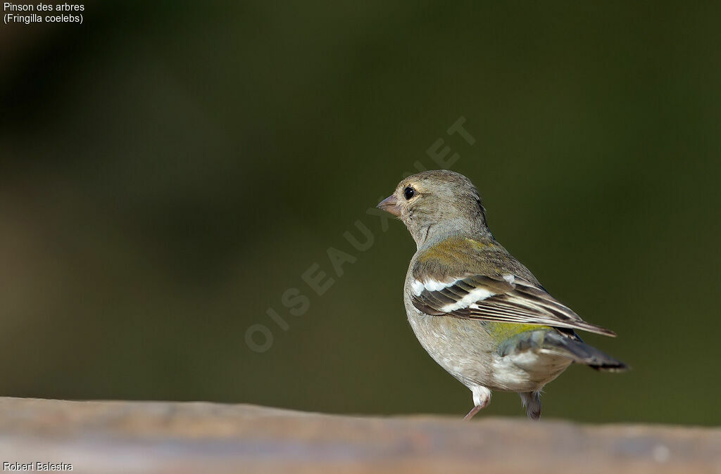 Eurasian Chaffinch