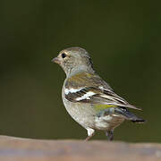 Eurasian Chaffinch