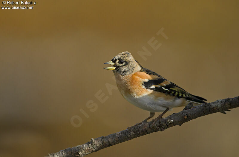 Brambling