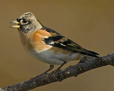 Brambling