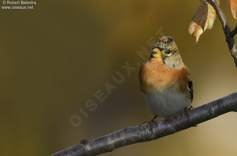 Brambling