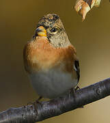 Brambling