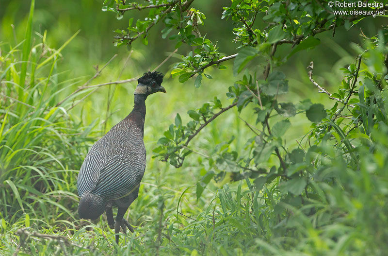 Southern Crested Guineafowl