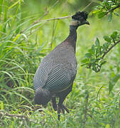 Southern Crested Guineafowl