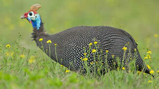 Helmeted Guineafowl