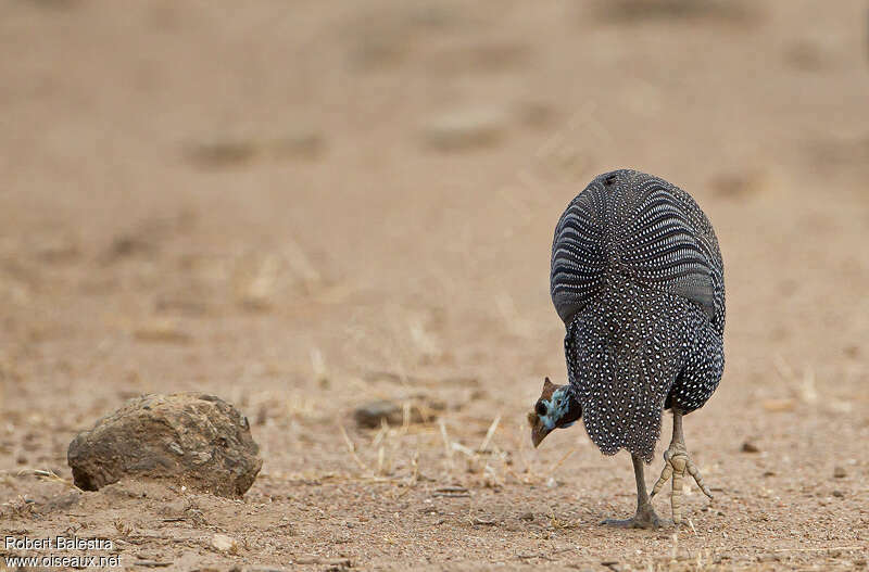 Helmeted Guineafowladult, pigmentation, walking