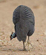 Helmeted Guineafowl