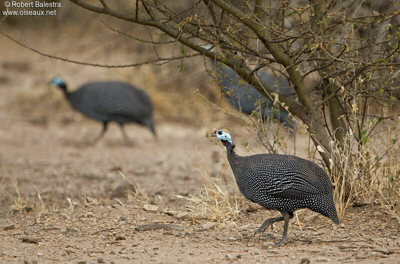 Helmeted Guineafowl