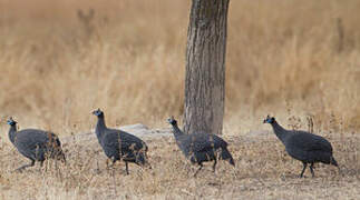 Helmeted Guineafowl