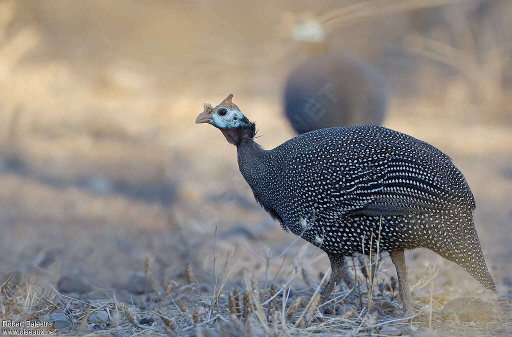 Helmeted Guineafowl