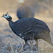 Helmeted Guineafowl