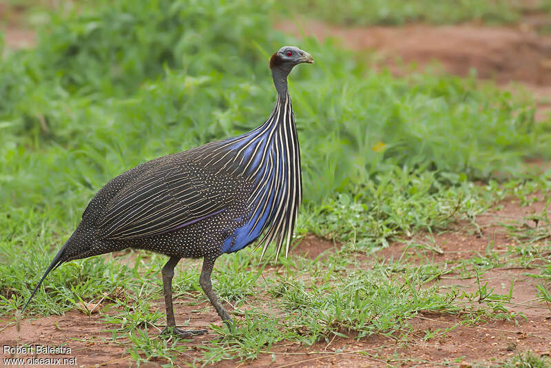 Vulturine Guineafowladult, identification