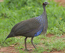 Vulturine Guineafowl