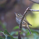 Pipit à dos olive
