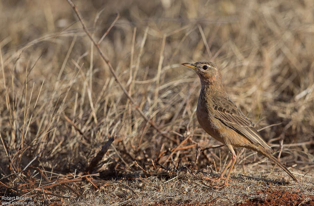 Plain-backed Pipitadult, identification