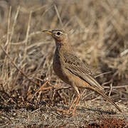 Plain-backed Pipit