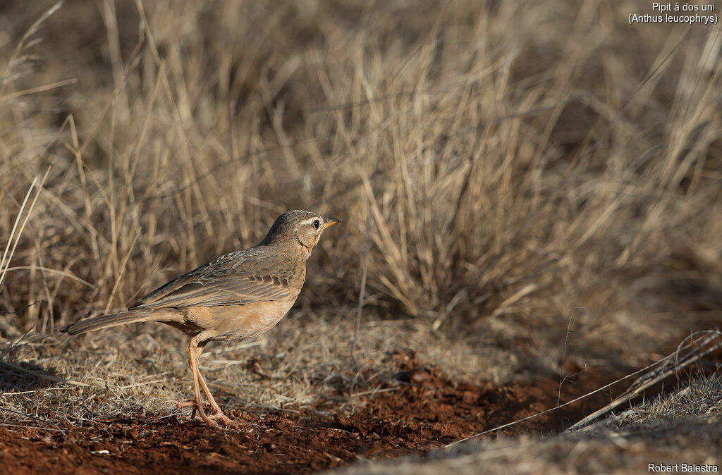 Pipit à dos uni