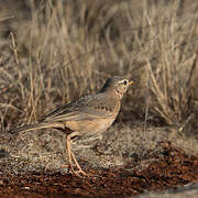 Plain-backed Pipit