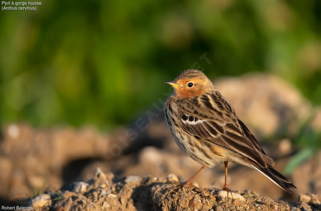 Pipit à gorge rousse