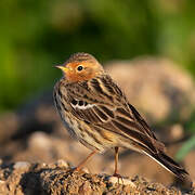 Red-throated Pipit