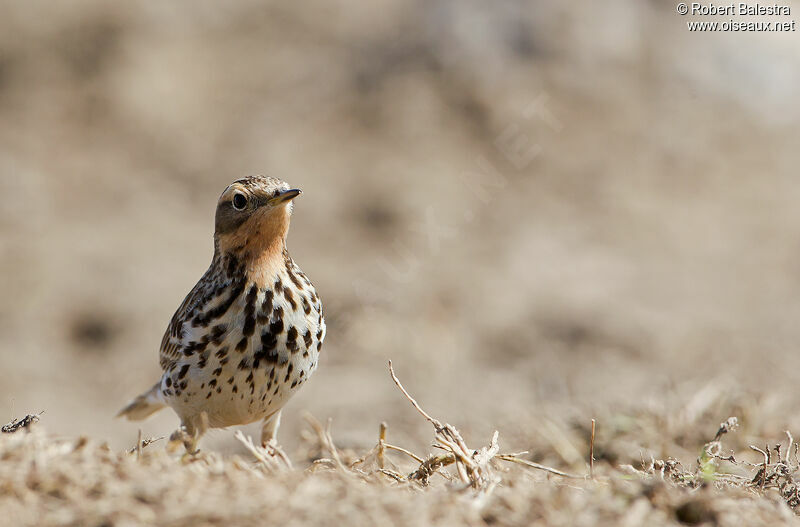 Pipit à gorge rousse