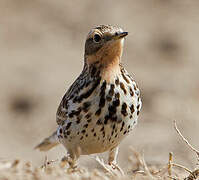 Red-throated Pipit