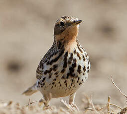 Pipit à gorge rousse