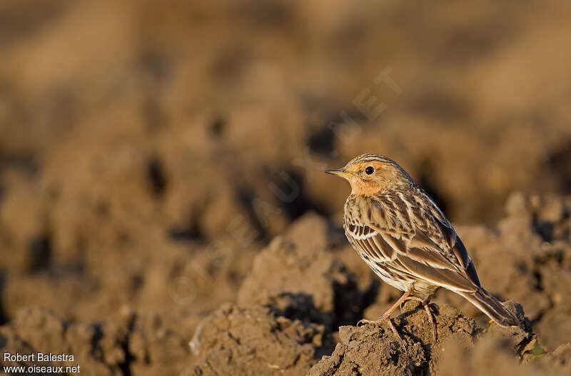 Pipit à gorge rousseadulte, identification