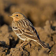 Pipit à gorge rousse