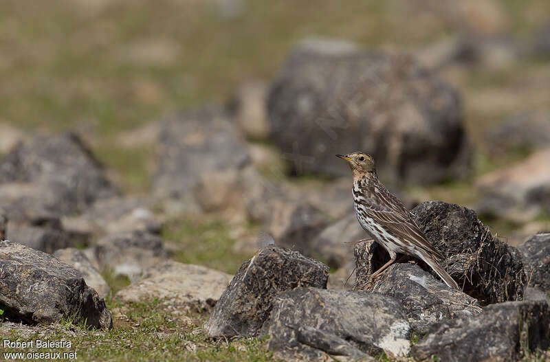 Pipit à gorge rousseadulte internuptial, identification